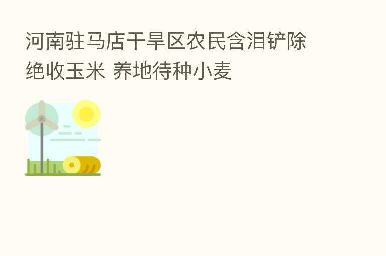 河南驻马店干旱区农民含泪铲除绝收玉米 养地待种小麦
