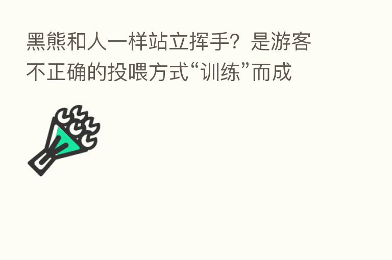 黑熊和人一样站立挥手?是游客不正确的投喂方式“训练”而成