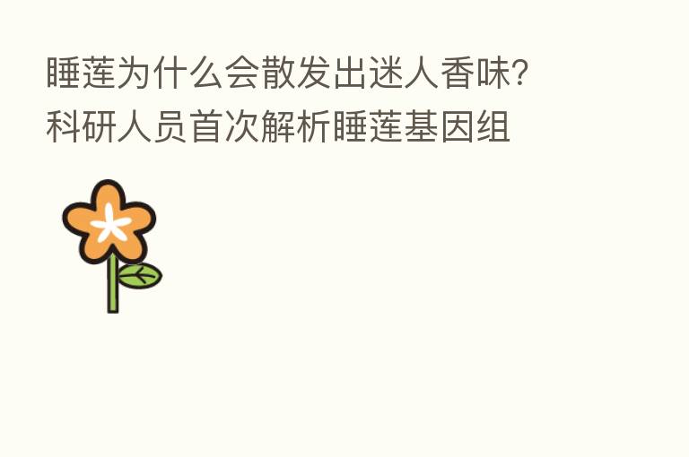 睡莲为什么会散发出迷人香味?科研人员首次解析睡莲基因组