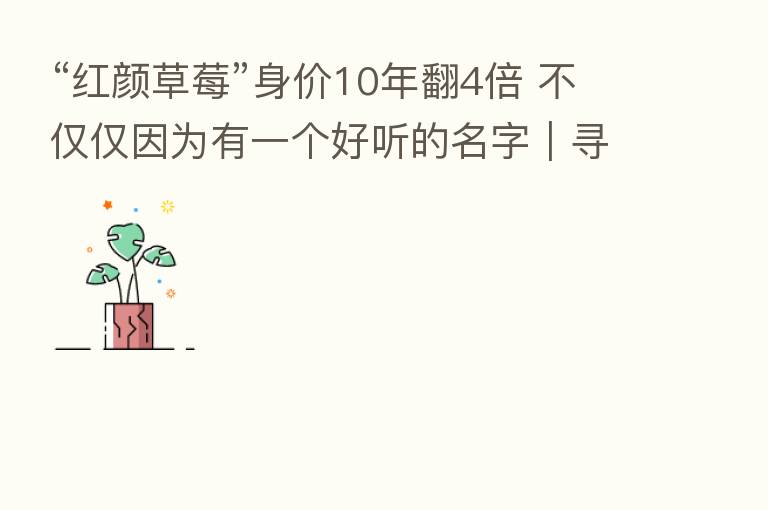 “红颜草莓”身价10年翻4倍 不仅仅因为有一个好听的名字|寻找中国果王