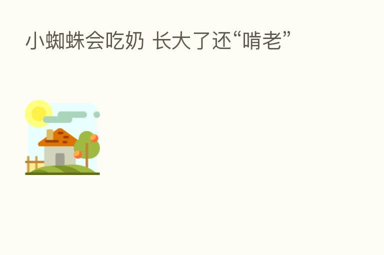 小蜘蛛会吃奶 长大了还“啃老”