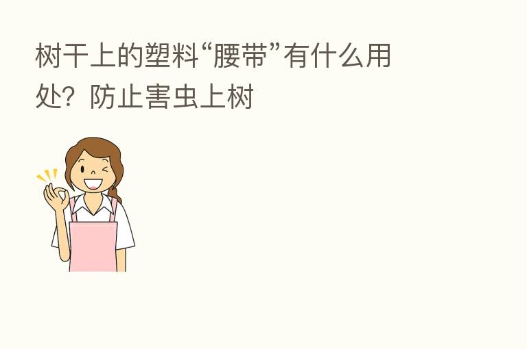 树干上的塑料“腰带”有什么用处?防止害虫上树