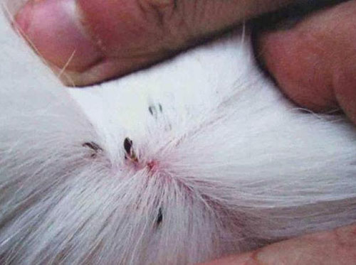 宠物狗长虱子是什么样