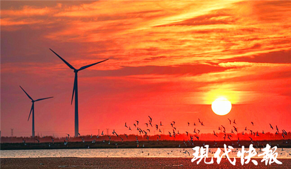 壮观！南通如东660亩高潮位栖息地迎来越冬候鸟