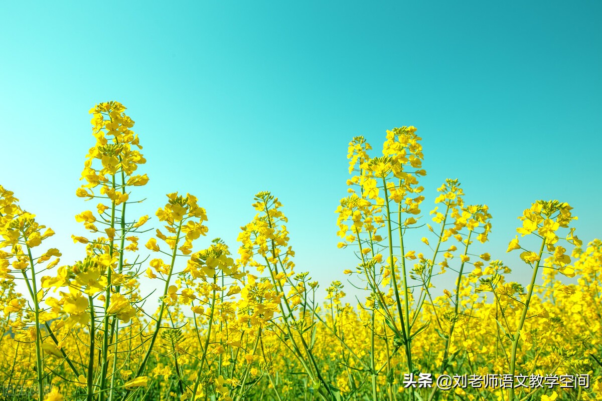 中国现代诗歌赏析(现代诗歌10首和赏析)