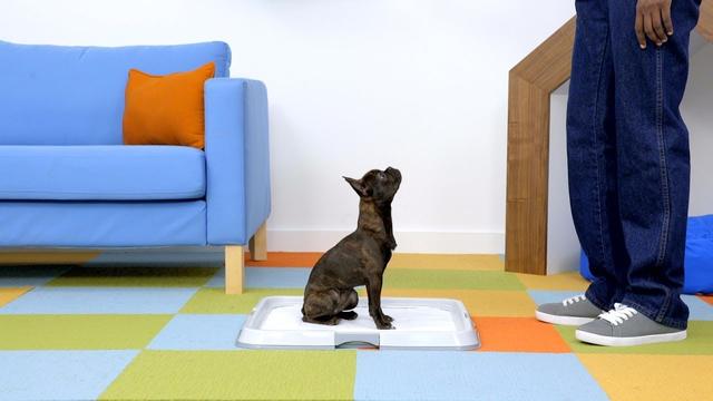 幼犬如何训练排便 宠物狗训练大小便