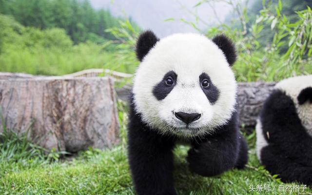 中国濒危动物,中国十大珍贵濒危动物