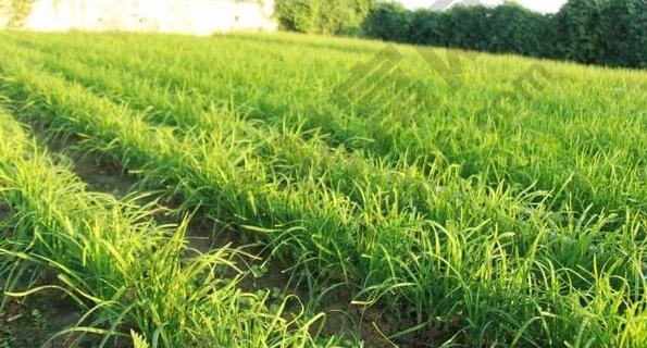 股市中割韭菜是什么意思，割韭菜的方式有哪些