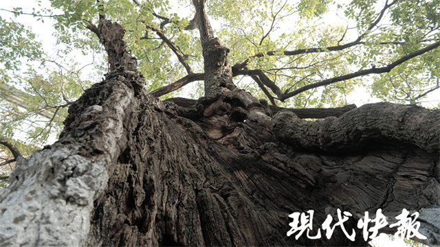 “南柯一梦”里的古槐实施大保养,竟真有一个树洞