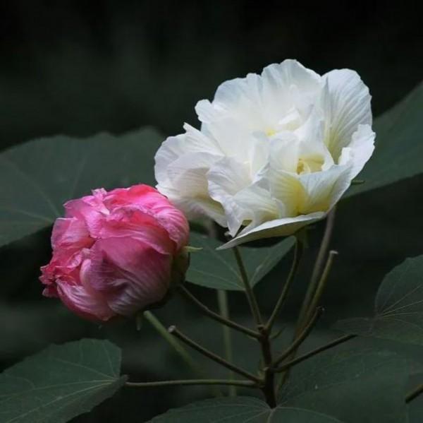 是花朵就要努力绽放：《人世间》的女性花语