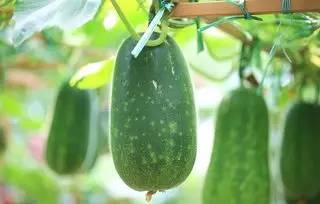 “夏天 一瓜”竟然它!降低血脂,护心血管