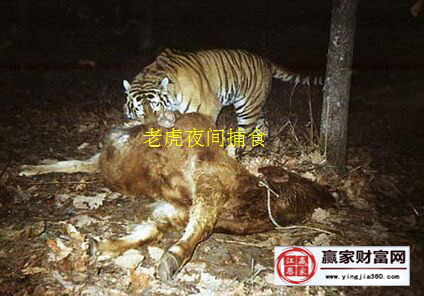 在炒股时大家可效仿老虎夜间捕食