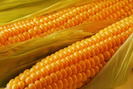 保健养生去湿气 多吃这七大食材