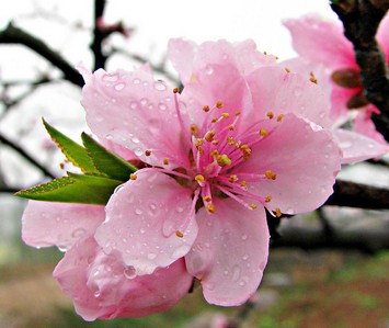 四款桃花药膳更养颜 注意御寒保暖预防常见疾病