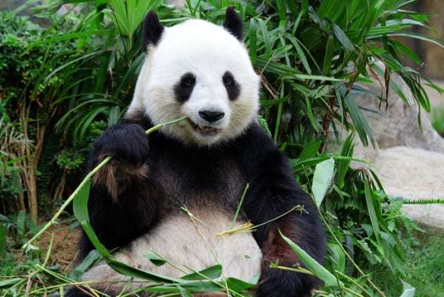 便便都是废物？这些固体排泄物却是无价之宝