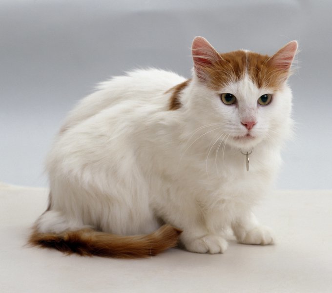 所有的猫都讨厌水吗?猫和水的相爱相