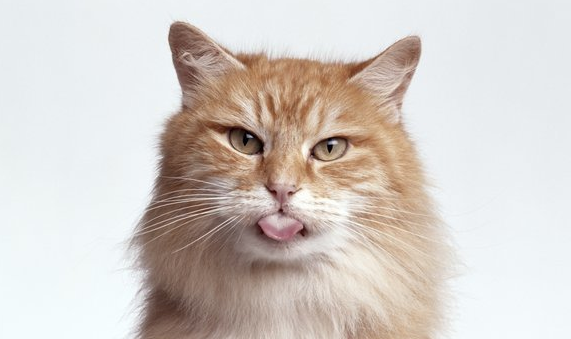 猫能识别出自己的名字吗