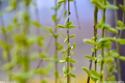 谷雨节气为何风大？气象分析师为你解疑答惑