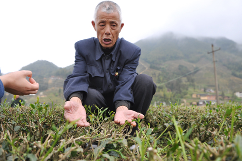 安溪春茶20%受波及 感德高档茶受影响