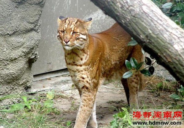 安溪虎出没？或许是金猫！
