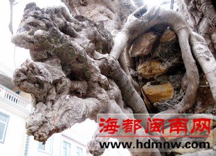 榕树包着墙面长 还长出2个拱门