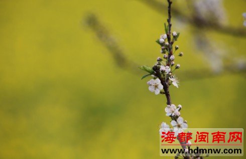 长泰山重村 迷失在嫩黄的梦里